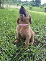 Light pink, a female Labradoodle for sale in Bonifay, FL – 4 of 6