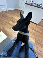 Piper, a female Belgian Malinois for sale in Bonifay, FL – Photo 5 of 7