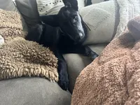 Piper, a female Belgian Malinois for sale in Bonifay, FL – Photo 2 of 7