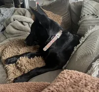 Piper, a female Belgian Malinois for sale in Bonifay, FL – Photo 3 of 7