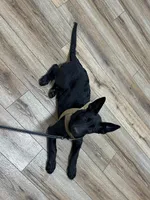 Piper, a female Belgian Malinois for sale in Bonifay, FL – Photo 7 of 7