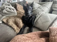 Piper, a female Belgian Malinois for sale in Bonifay, FL – Photo 1 of 7