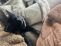 Piper, a female Belgian Malinois for sale in Bonifay, FL – Photo 4 of 7