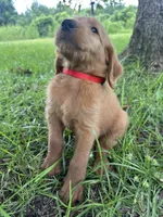 Red, a male Labradoodle for sale in Bonifay, FL – 5 of 7