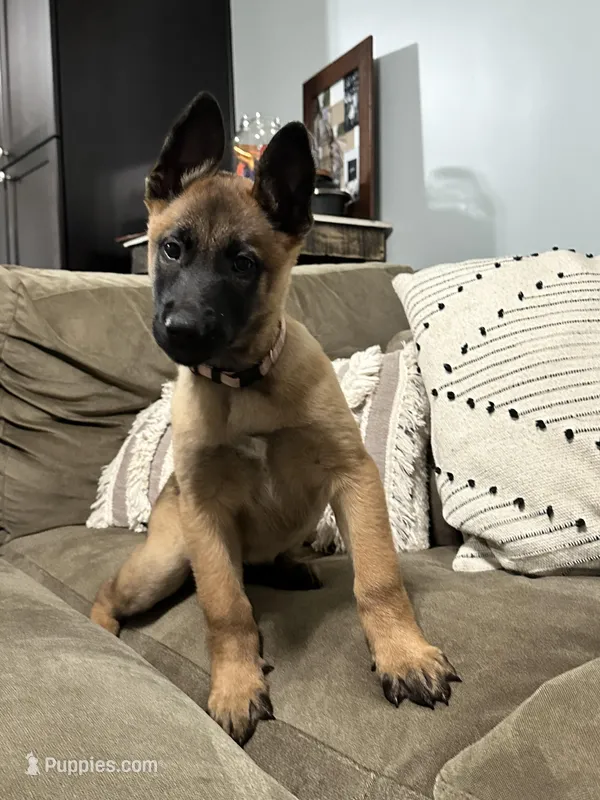 Light Pink – Belgian Malinois puppy for sale in Bonifay, FL