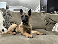 Light Pink, a female Belgian Malinois for sale in Bonifay, FL – Photo 2 of 4