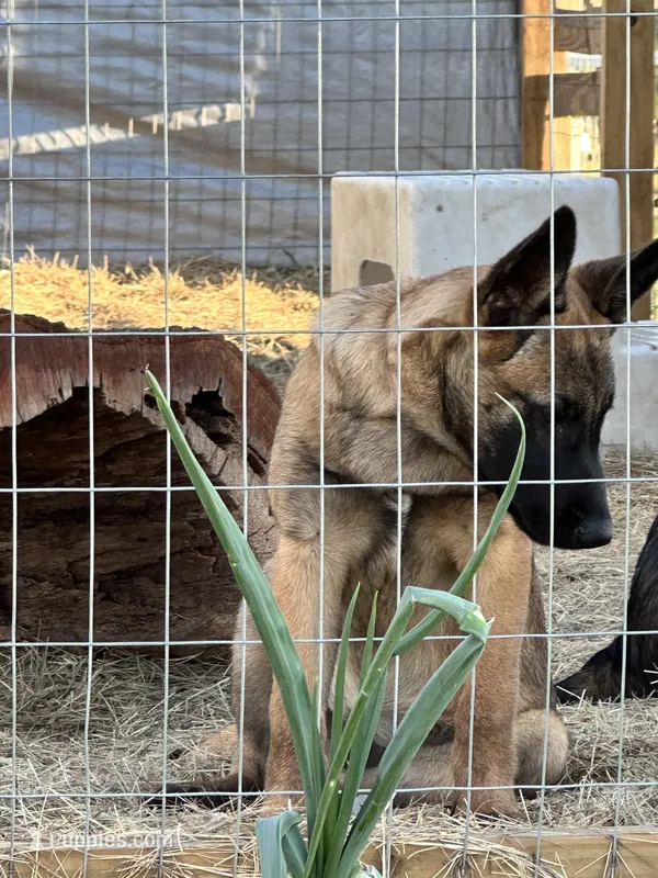 Light Pink – Belgian Malinois puppy for sale in Bonifay, FL