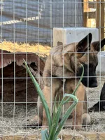 Light Pink, a female Belgian Malinois for sale in Bonifay, FL – 1 of 7