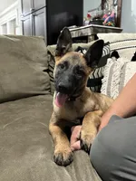 Light Pink, a female Belgian Malinois for sale in Bonifay, FL – 3 of 7