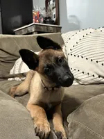 Light Pink, a female Belgian Malinois for sale in Bonifay, FL – Photo 4 of 4