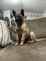 Light Pink, a female Belgian Malinois for sale in Bonifay, FL – Photo 3 of 4