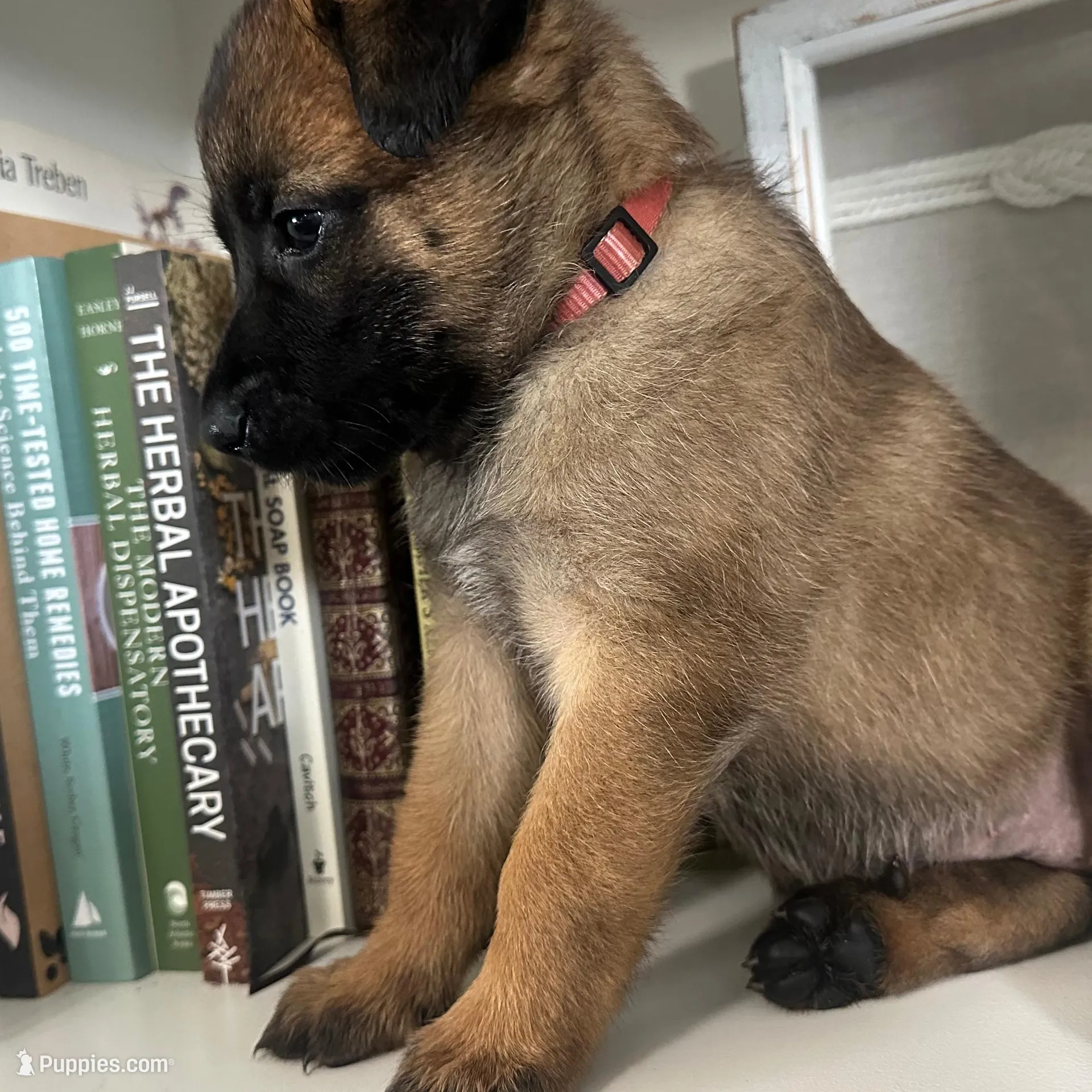 Light Pink, a female Belgian Malinois for sale in Bonifay, FL – Photo 2 of 3