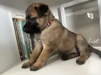 Light Pink, a female Belgian Malinois for sale in Bonifay, FL – Photo 3 of 3