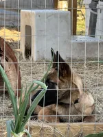 Light Pink, a female Belgian Malinois for sale in Bonifay, FL – 2 of 7