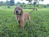 Yellow, a male Labradoodle for sale in Bonifay, FL – 2 of 6