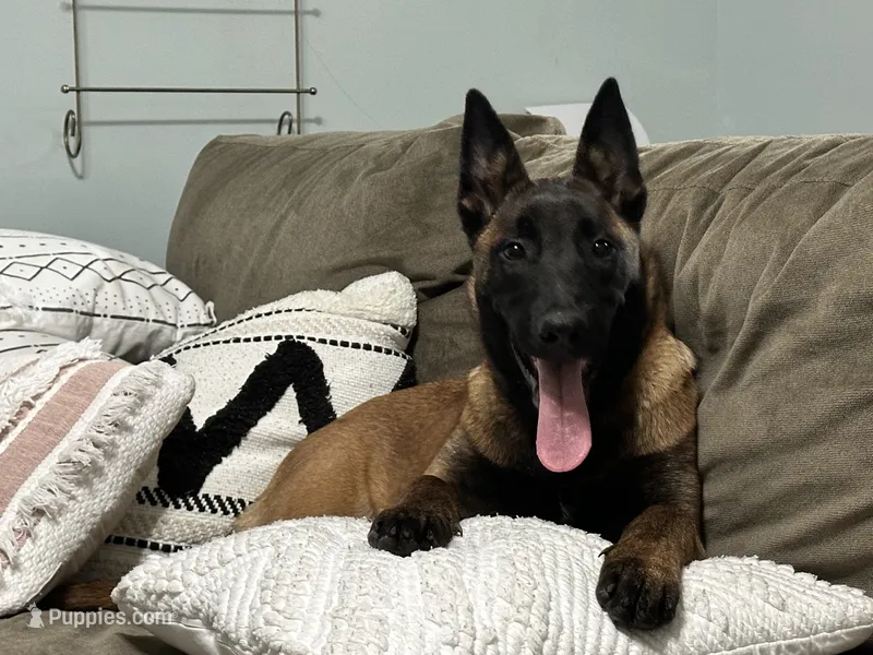 Dark blue – Belgian Malinois puppy for sale in Bonifay, FL