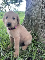 Dark pink, a female Labradoodle for sale in Bonifay, FL – 3 of 6