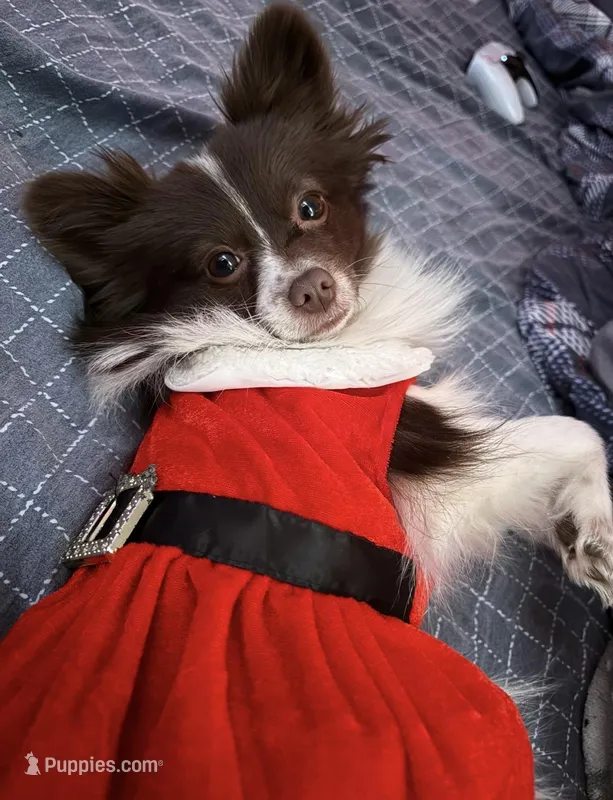 Nova  – Chihuahua, Pomeranian puppy for sale in Reading, PA