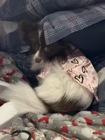 Nova , a female Chihuahua and Pomeranian for sale in Reading, PA – Photo 3 of 3