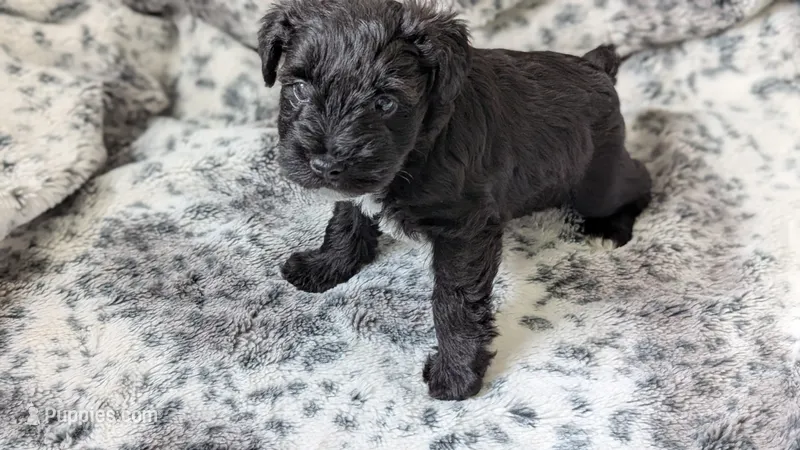 Panther – Miniature Schnauzer puppy for sale in Winona, TX