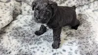 Panther, a male Miniature Schnauzer for sale in Winona, TX – 1 of 1