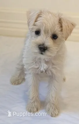 Casper – Miniature Schnauzer puppy for sale in Winona, TX