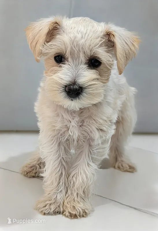 Casper – Miniature Schnauzer puppy for sale in Winona, TX