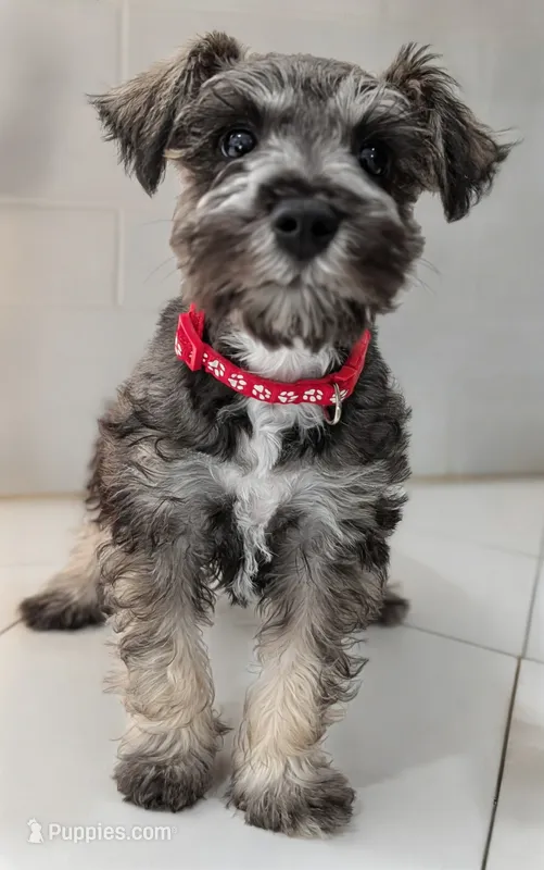 Teddy – Miniature Schnauzer puppy for sale in Winona, TX