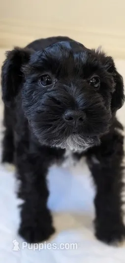 Panther - ON HOLD – Miniature Schnauzer puppy on hold in Winona, TX