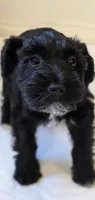 Panther - ON HOLD, a male Miniature Schnauzer for sale in Winona, TX – 1 of 3