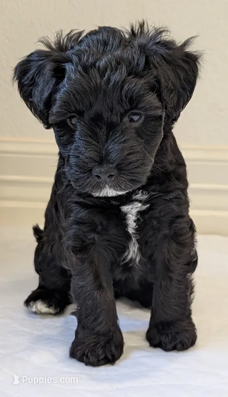 Oreo – Miniature Schnauzer puppy for sale in Winona, TX