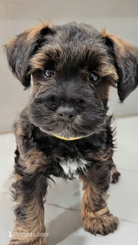 Rolo – Miniature Schnauzer puppy for sale in Winona, TX