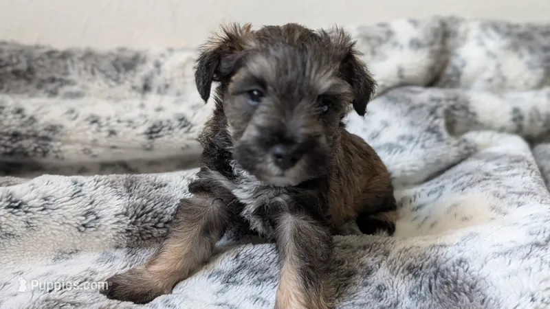 Teddy – Miniature Schnauzer puppy for sale in Winona, TX