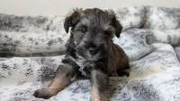 Teddy, a male Miniature Schnauzer for sale in Winona, TX – 1 of 1