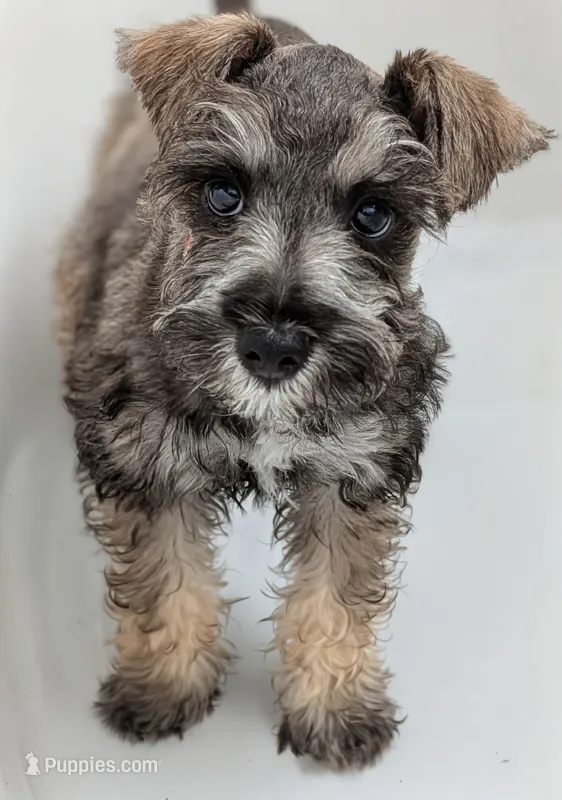 Teddy – Miniature Schnauzer puppy for sale in Winona, TX