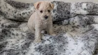 Casper, a male Miniature Schnauzer for sale in Winona, TX – 1 of 1