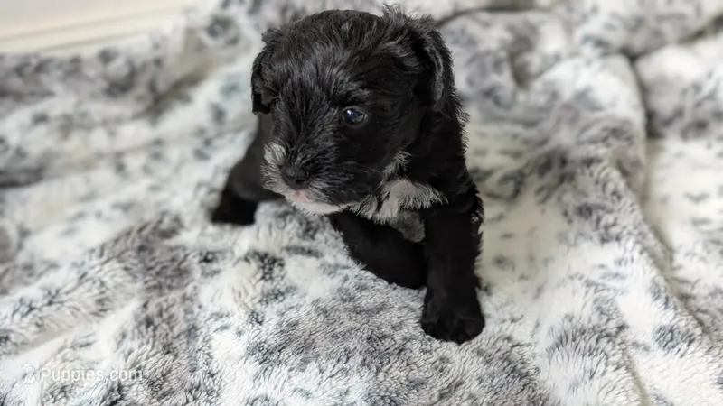 Panda – Miniature Schnauzer puppy for sale in Winona, TX