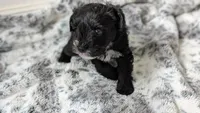 Panda, a male Miniature Schnauzer for sale in Winona, TX – 1 of 1