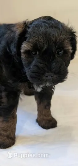 Rolo – Miniature Schnauzer puppy for sale in Winona, TX