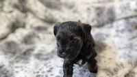 Rolo, a male Miniature Schnauzer for sale in Winona, TX – 1 of 1