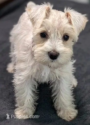 Casper – Miniature Schnauzer puppy for sale in Winona, TX
