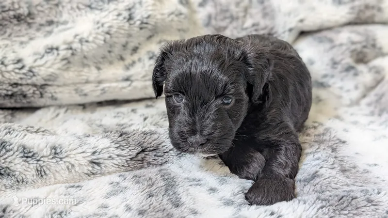 Oreo – Miniature Schnauzer puppy for sale in Winona, TX