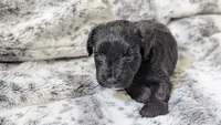 Oreo, a female Miniature Schnauzer for sale in Winona, TX – 1 of 1