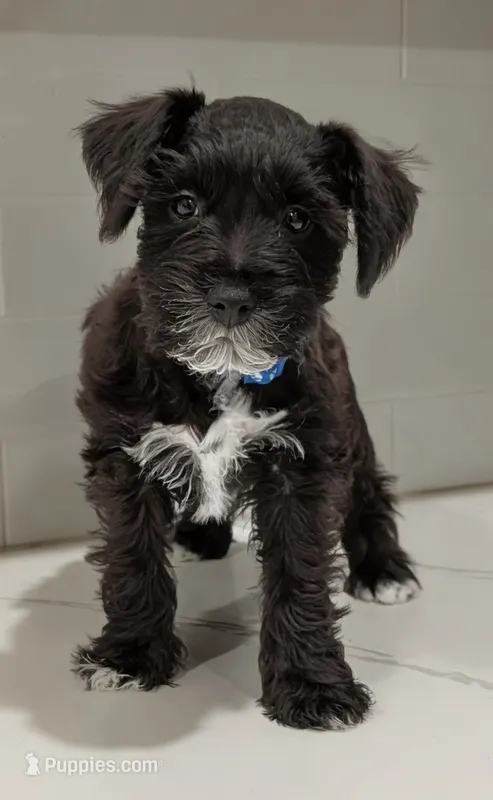 Panda – Miniature Schnauzer puppy for sale in Winona, TX