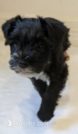 Panda – Miniature Schnauzer puppy for sale in Winona, TX