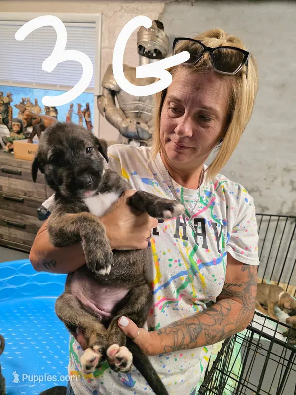 Baby girl – Irish Wolfhound puppy on hold in Birmingham, AL