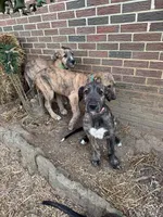 Little boy, a male Irish Wolfhound for sale in Birmingham, AL – Photo 3 of 6