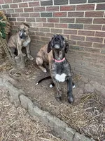 Little boy, a male Irish Wolfhound for sale in Birmingham, AL – Photo 1 of 6