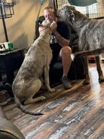 Little boy, a male Irish Wolfhound for sale in Birmingham, AL – Photo 5 of 6