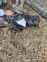 Little boy, a male Irish Wolfhound for sale in Birmingham, AL – Photo 2 of 6